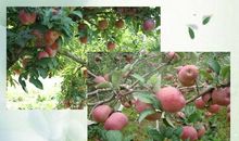 秋天树的拟人句