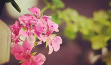 花儿开放比喻句