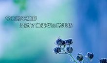 有关不放弃的句子