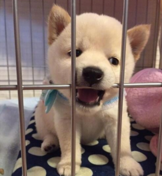 如果你能可爱又快乐