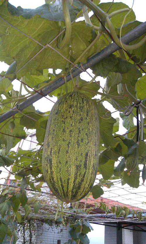 哈密​​瓜的比喻