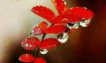 新年早安祝福语大全