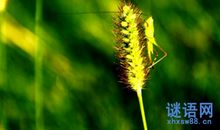 关于植物的歇后语