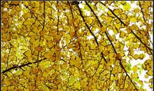 秋天到了比喻句