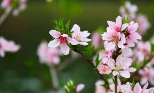 描述花草的比喻句