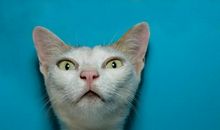 我是猫经典语录