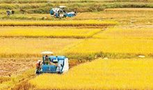 秋天的田野比喻句