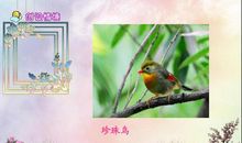 比喻句大全荷叶