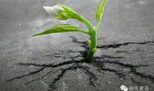 不屈不挠的谚语