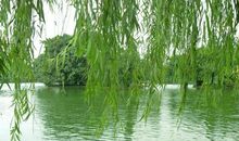 柳树像什么比喻句