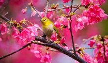 婚姻幸福美满的成语