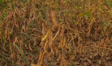 农忙时节的谚语