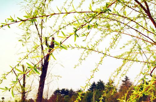 关于落叶的拟人化句子