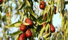 比喻句大树像什么