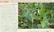 关于小麦的谚语大全