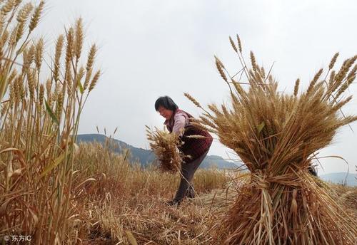 农民关于小麦的谚语