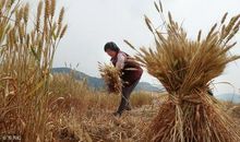 关于小麦的农谚语