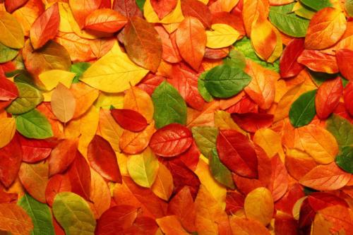 用落叶写拟人化的句子