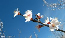 杏花比喻句
