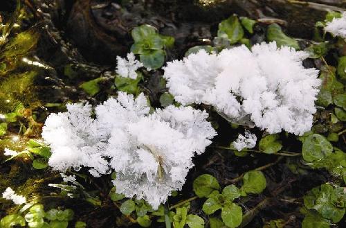 无根水草寓言词