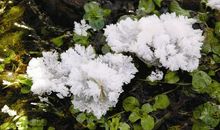 无根的水草歇后语