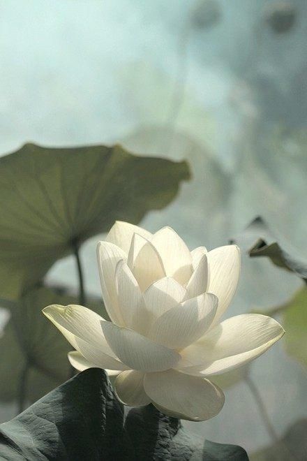 关于佛教经文的句子