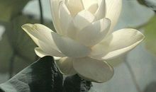 关于佛经的句子