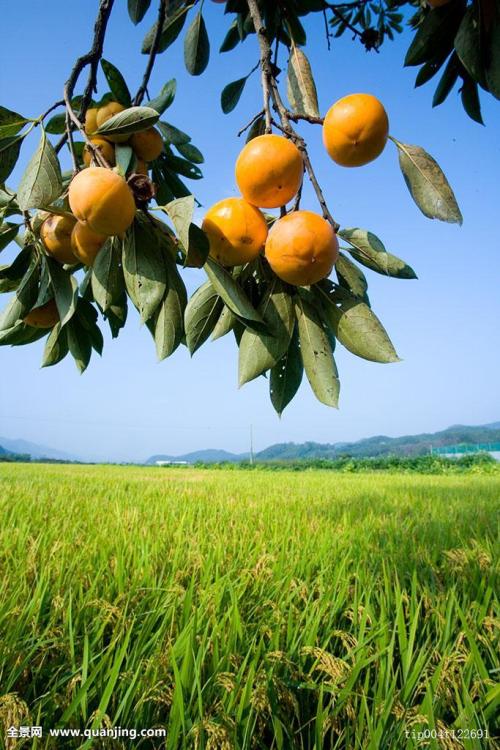 秋天的果园隐喻