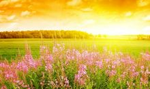 田野秋天的句子