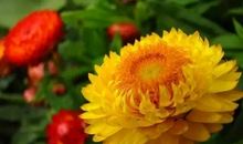 三分面加七分水歇后语