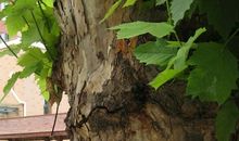 梧桐树的比喻句