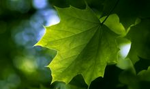 有关树叶的比喻句