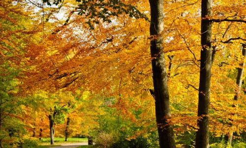 关于秋天的悲伤句子