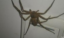 关于蜘蛛的比喻句