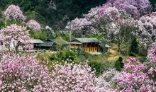 关于花的比喻句