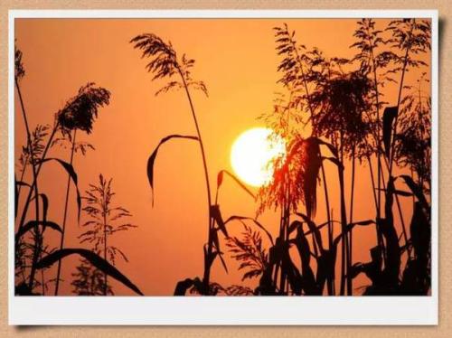 红色高粱经典行情