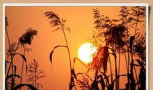 红高粱经典语录