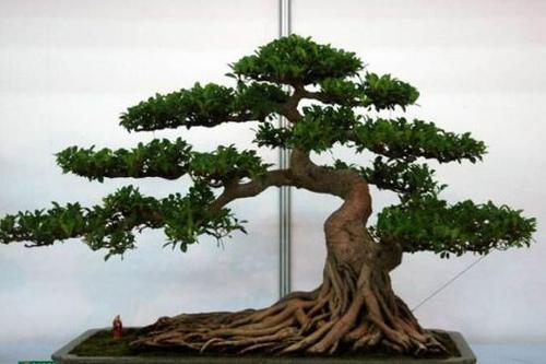 关于榕树的寓言