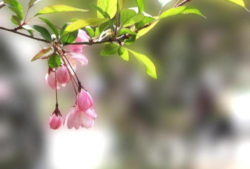 关于花的拟人化句子