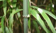 用春雨写比喻句