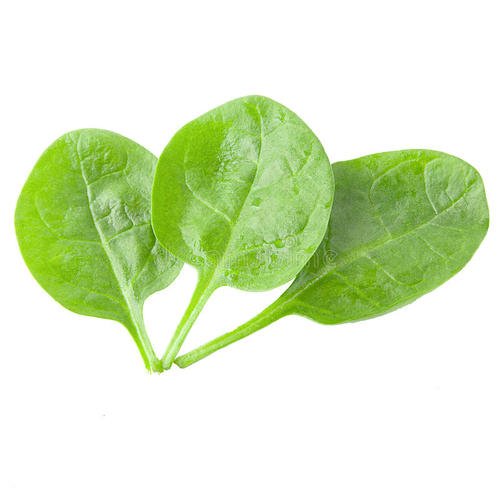 植物拟人化句子