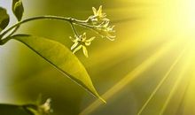 明媚的阳光的句子