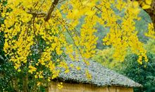 银杏树写比喻句