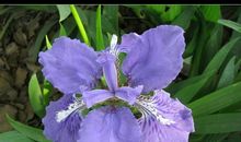 蝴蝶花的比喻句