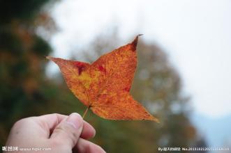 植物拟人化句子
