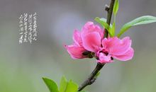 关于春天比喻句