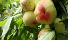 不栽果树吃桃子歇后语