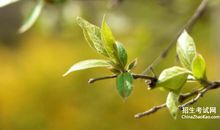 春天的树比喻句