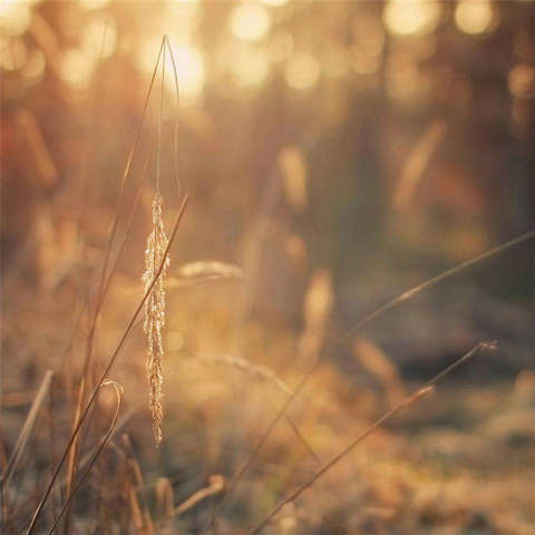 哲学句子的图片:如果失败,别忘了学习课程1