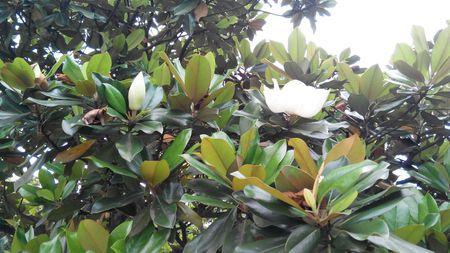 奇妙的植物拟人化句子